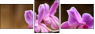 48156250