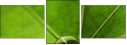 53517860