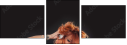 60781172
