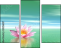 29216817