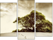 Triptych - Three-piece canvas