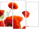 Triptych - Three-piece canvas