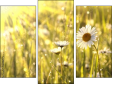 Triptych - Three-piece canvas