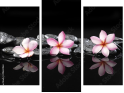 Triptych - Three-piece canvas