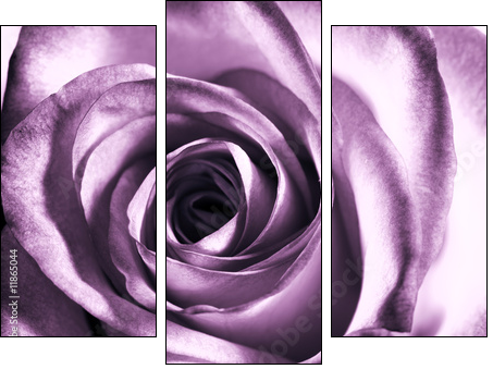 Purple rose - Three-piece canvas, Triptych