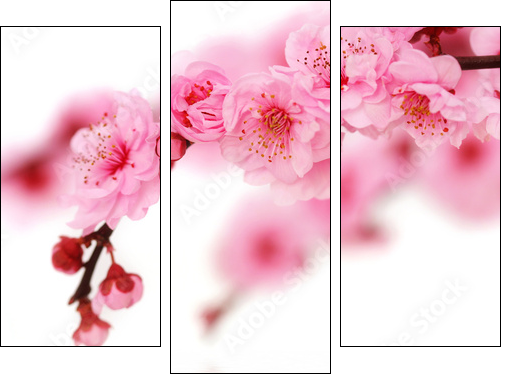 Spring cherry flowers reflected in rendered water - Three-piece canvas, Triptych
