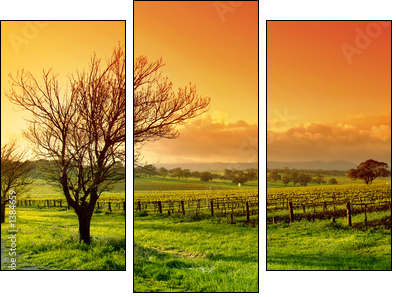 vineyard landscape - Three-piece canvas, Triptych