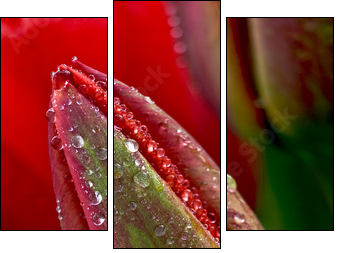 water drop on the tulip - Three-piece canvas, Triptych