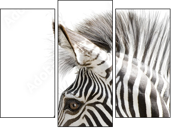 Zebra 001 - Three-piece canvas, Triptych