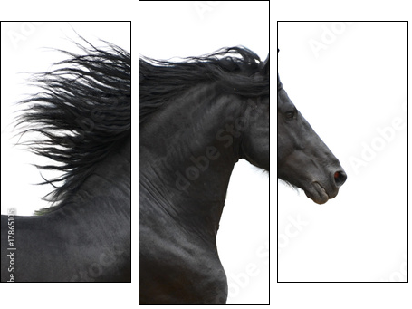 Portrait of galloping frisian horse on white background - Three-piece canvas, Triptych