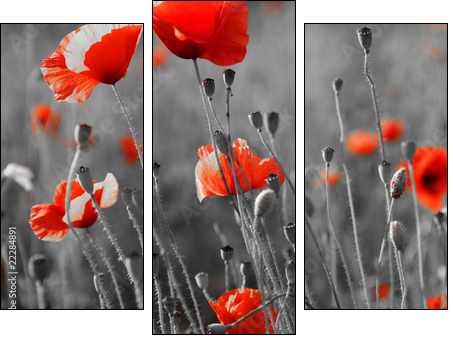 red poppies on  field - Three-piece canvas, Triptych