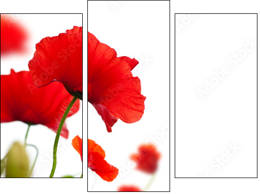 poppies isolated on white background- border angle of page - Three-piece canvas, Triptych