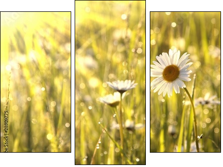 Spring daisies at dawn - Three-piece canvas, Triptych