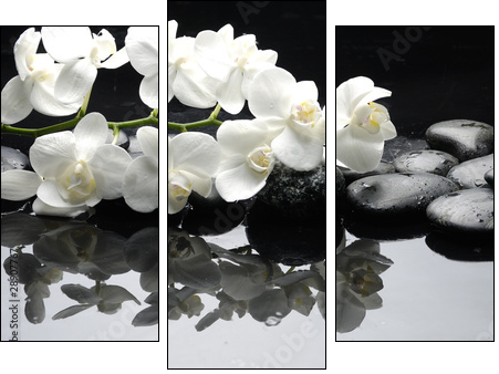 Close up white orchid with stone water drops - Three-piece canvas, Triptych