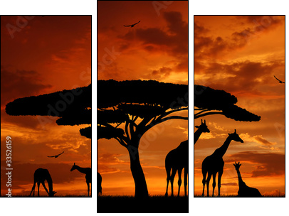 herd of giraffes in the setting sun - Three-piece canvas, Triptych