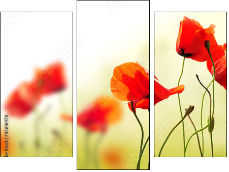 polne maki - Three-piece canvas, Triptych