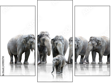 Elefantenherde - Three-piece canvas, Triptych