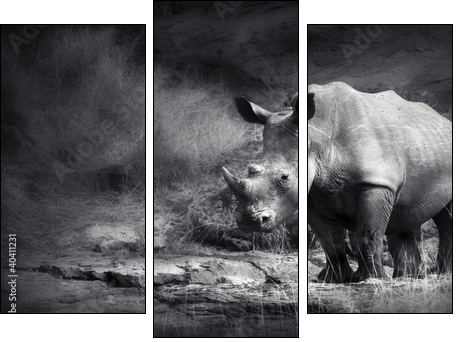 White Rhinoceros - Three-piece canvas, Triptych