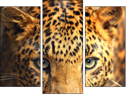 Leopard portrait - Three-piece canvas, Triptych
