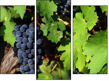Italian vineyard - Three-piece canvas, Triptych