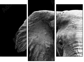 Elephant Close Up - Three-piece canvas, Triptych