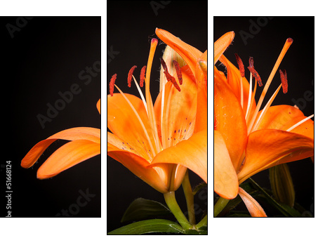 lilies on a black background - Three-piece canvas, Triptych