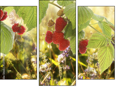 Raspberry.Garden raspberries at Sunset.Soft Focus - Three-piece canvas, Triptych