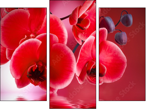 orquÃ­deas rojas con fondo y agua - Three-piece canvas, Triptych