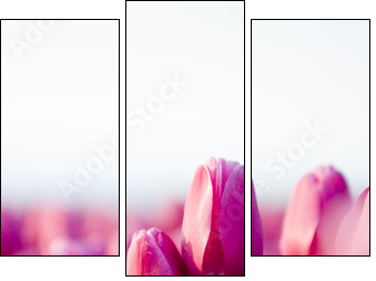 beautifull tulips - Three-piece canvas, Triptych