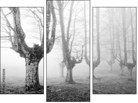 creepy forest with scary trees - Three-piece canvas, Triptych