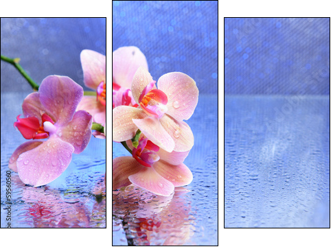 Beautiful blooming orchid with water drops - Three-piece canvas, Triptych