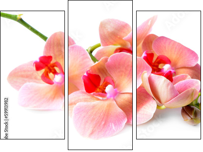Beautiful blooming orchid isolated on white - Three-piece canvas, Triptych