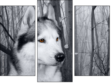 wolf in the woods - Three-piece canvas, Triptych
