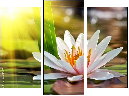 water lily - Three-piece canvas, Triptych