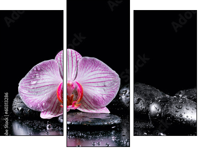 Orchid flower with zen stones on black background - Three-piece canvas, Triptych