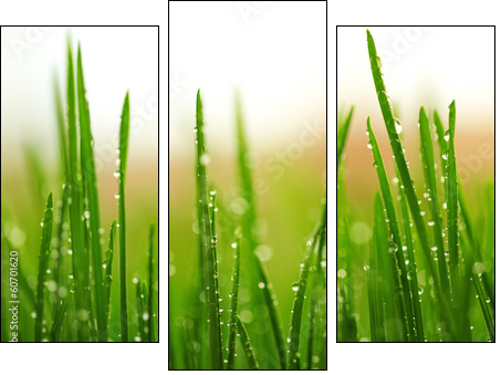 Green wet grass with dew on a blades - Three-piece canvas, Triptych