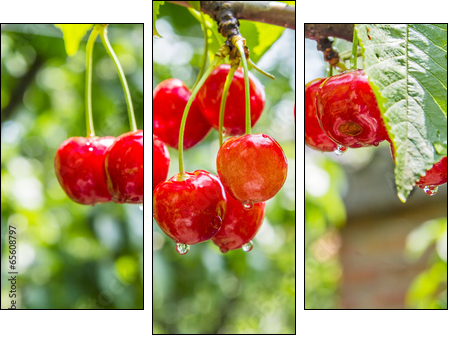 Cherry red berries on a tree branch with water drops - Three-piece canvas, Triptych