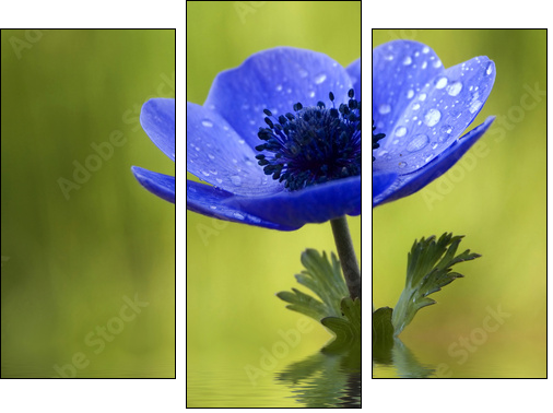 Blue Anemone Flower with Waterdrops - Three-piece canvas, Triptych
