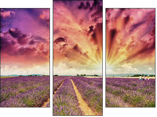 Lavender meadows in summer, Provence - France - Three-piece canvas, Triptych
