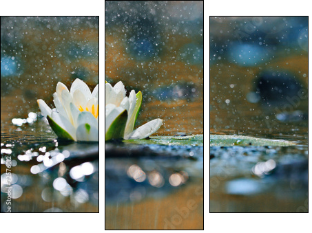 lily pads on the water - Three-piece canvas, Triptych
