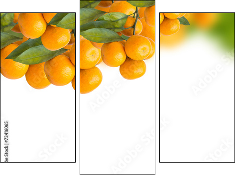 tangerine trees - Three-piece canvas, Triptych