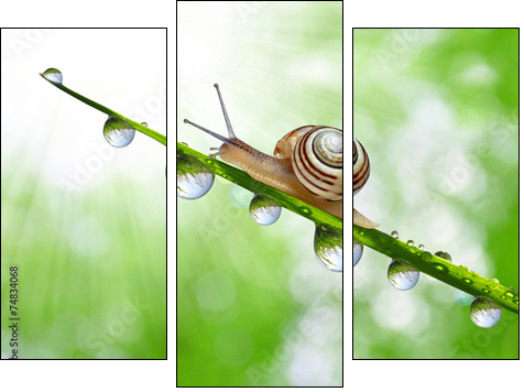 Snail on dewy grass close up - Three-piece canvas, Triptych