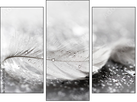 White feather with water drops - Three-piece canvas, Triptych