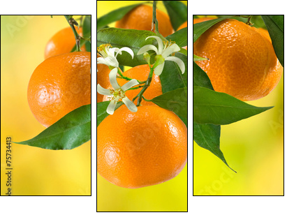 ripe tangerine on a yellow background - Three-piece canvas, Triptych