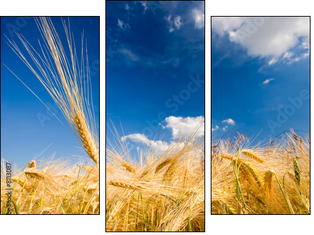 getreidehalm - Three-piece canvas, Triptych