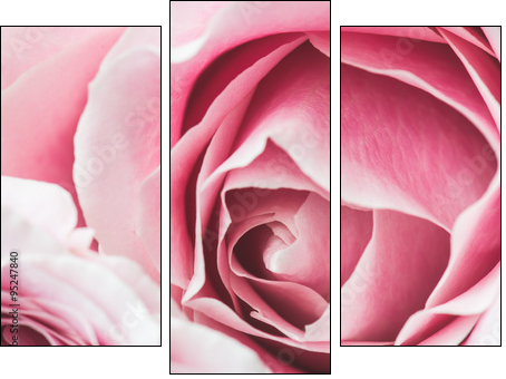 Pink Rose Flower with shallow depth of field and focus the centre of rose flower  - Three-piece canvas, Triptych