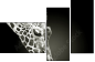 38098957
