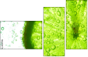 42017906
