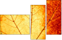 43838542
