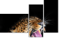 48606369